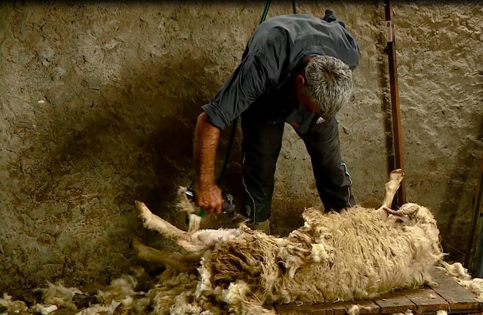 Merry Shearing in Akhmeta & the Future of Georgian Wool geotv.ge